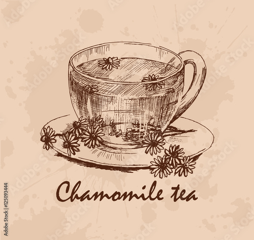 Chamomile tea. Cup of herbal tea and chamomile flowers on saucer. Hand drawn graphic illustration. Vector