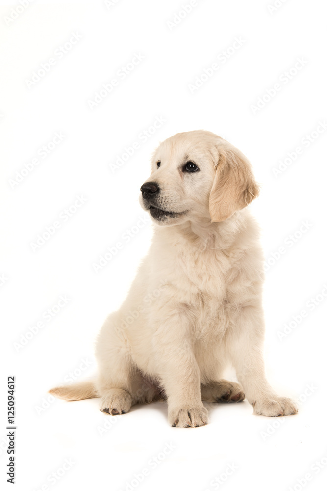 Cute blond golden retriever puppy sitting and looking to the left isolated on a white background Cute blond golden retriever puppy sitting and looking to the left isolated on a white background