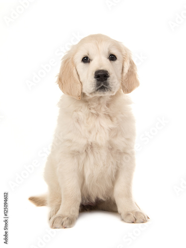 Fototapeta Naklejka Na Ścianę i Meble -  Cute blond golden retriever puppy sitting and facing the camera on a white background