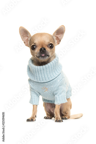 Fototapeta Naklejka Na Ścianę i Meble -  Cute chihuahua puppy sitting and facing the camera wearing a blue knitted sweater isolated on a white background
