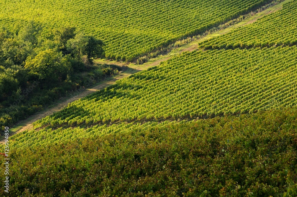 Vineyards, Chianti Region, Italy.