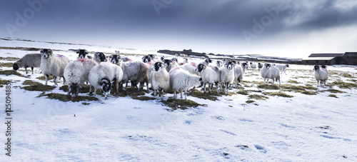 Yorkshire Dales sheep in winter snow photo