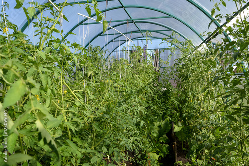 Tomato plants growing tall in greenhouse