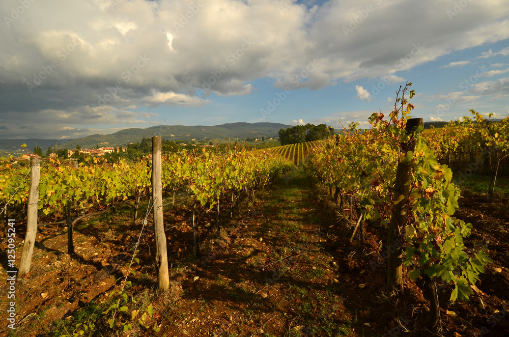 Vineyards in Tuscany, Italy.