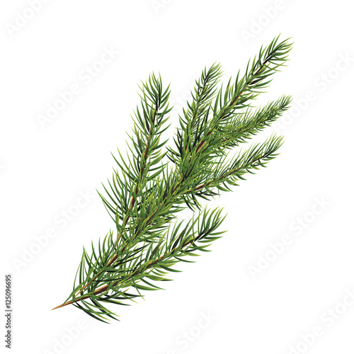 branch of pine tree. Spruce  pine  fir. Christmas tree.