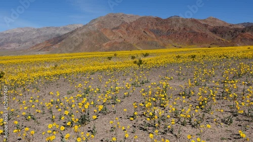 Zoom Out -  Death Valley Desert Flower Super Bloom - Spring  photo