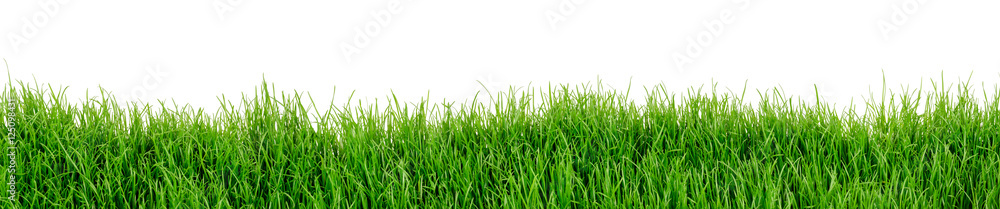 Fototapeta Trawa trawnik łąka