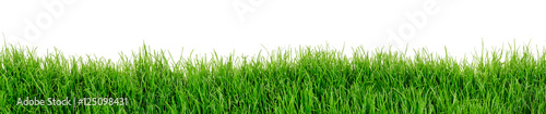 Fototapeta Trawa trawnik łąka