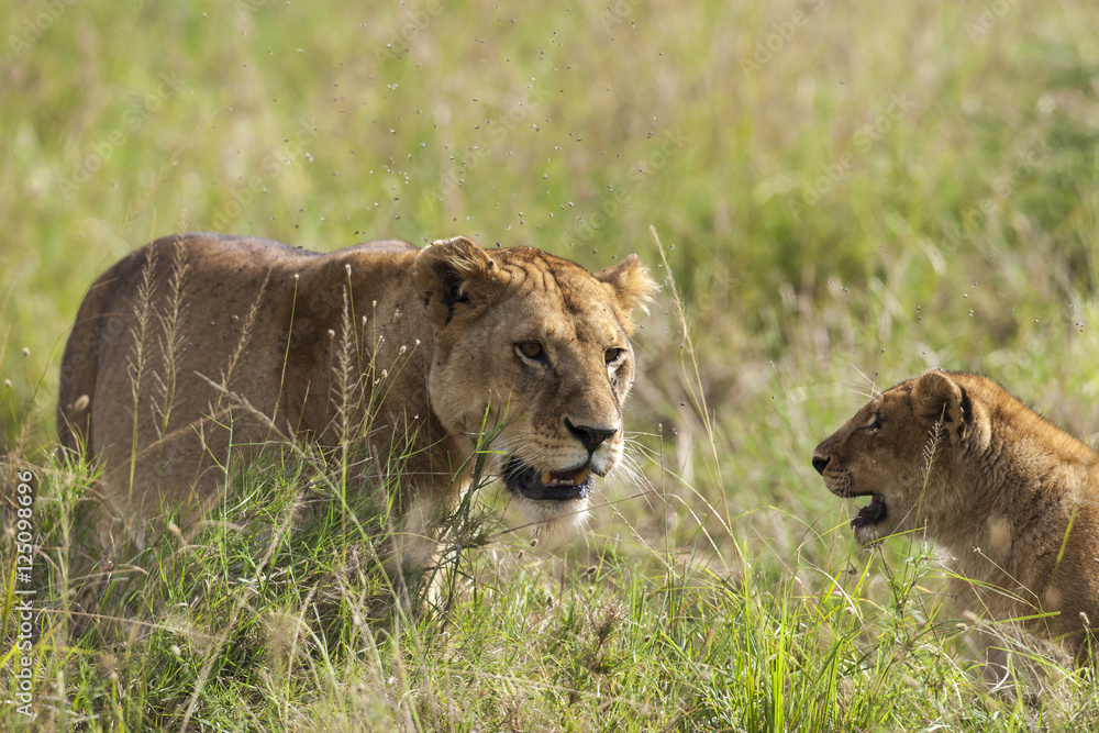 Fototapeta premium Lions