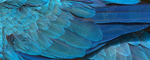 Fotografia Colorful of blue and gold bird's feathers, exotic nature background and texture