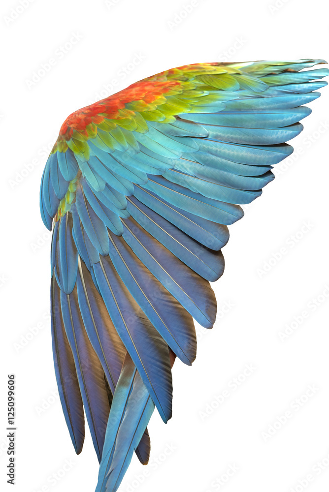 Obraz premium Colorful of blue and gold bird's feathers, exotic nature background and texture ,macaw feathers, wing macaw