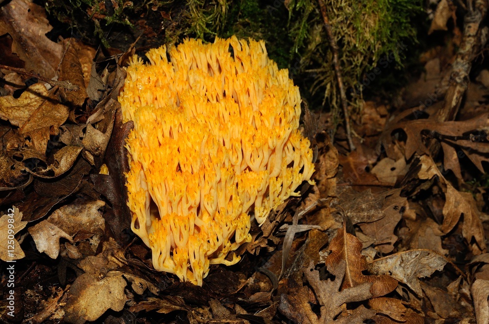 mushrooms in a forest in Tuscany in Autumn, Italy. mushrooms in a forest in Tuscany in Autumn, Italy.