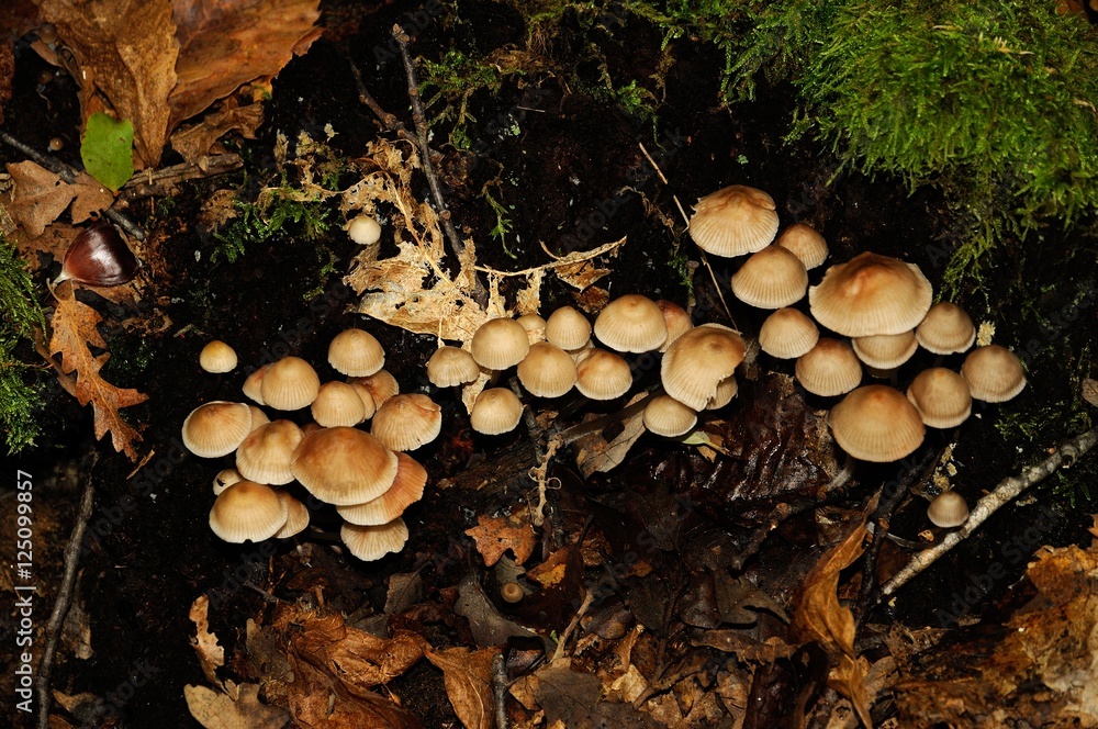 mushrooms in a forest in Tuscany in Autumn, Italy.