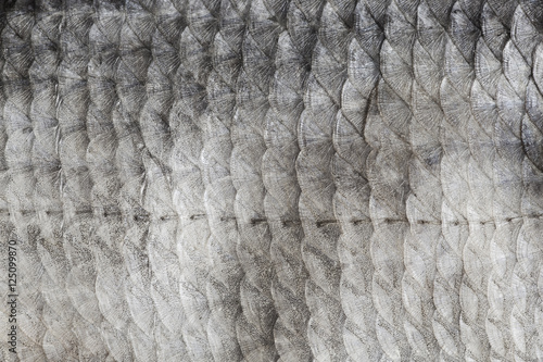 Photography texture of fish scales