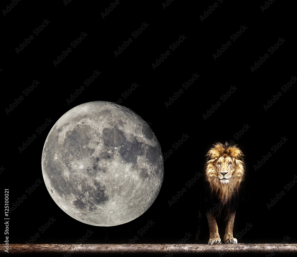 Fototapeta premium Portrait of a Beautiful lion, lion in the dark and moon