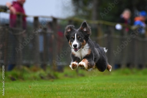 Australian Shepherd rennt