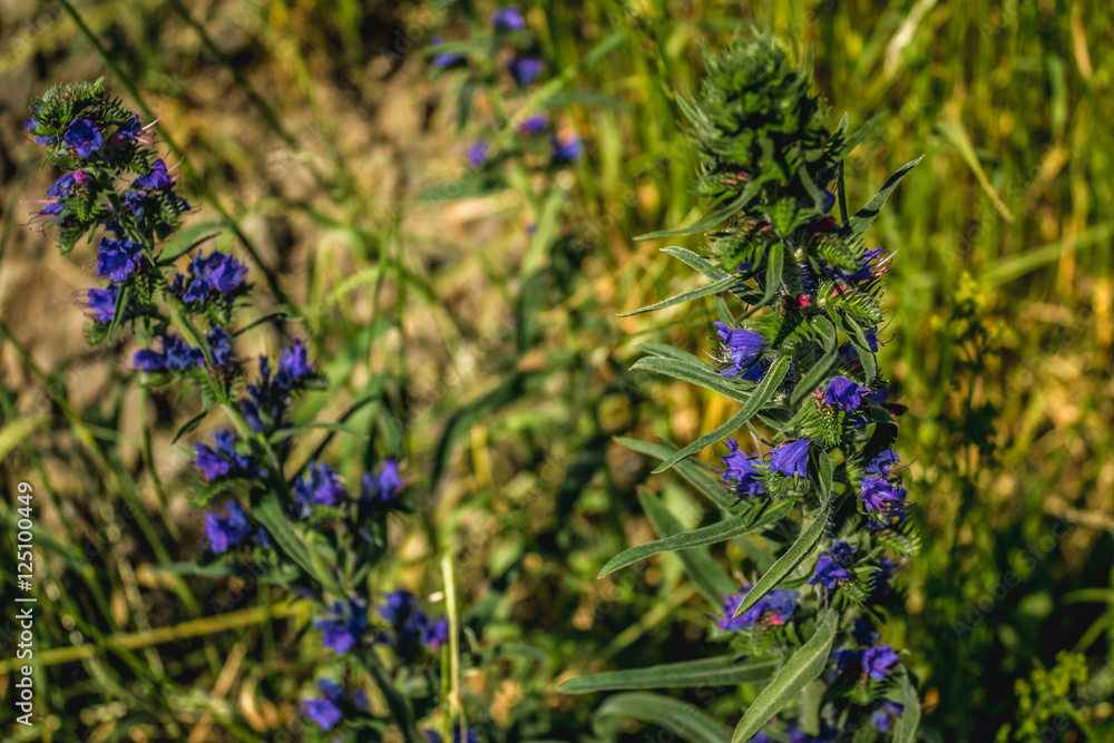 Obraz premium Young lavender