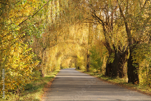 old willows and some other trees with colorful leaves creating a tunnel above the road in autumn in the evening light, Poodri, Czech Republic