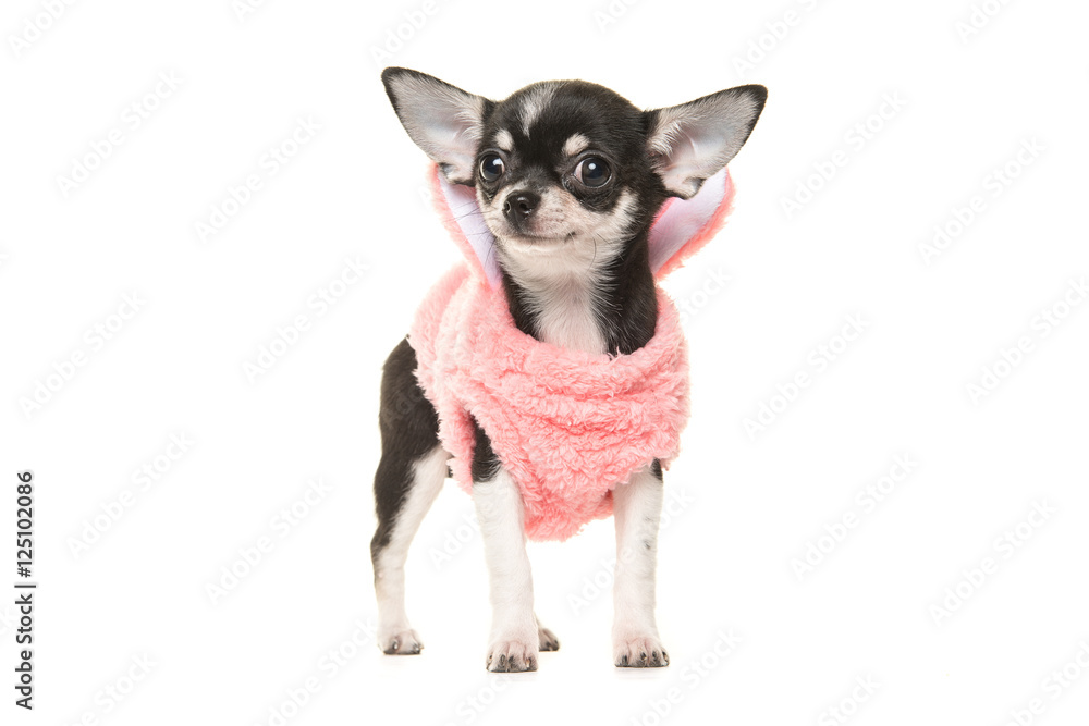 Cute black and white chihuahua puppy waring a pink sweater facing the camera isolated on a white background