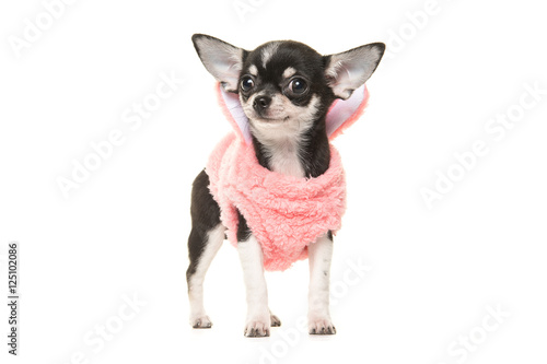 Cute black and white chihuahua puppy waring a pink sweater facing the camera isolated on a white background © Elles Rijsdijk