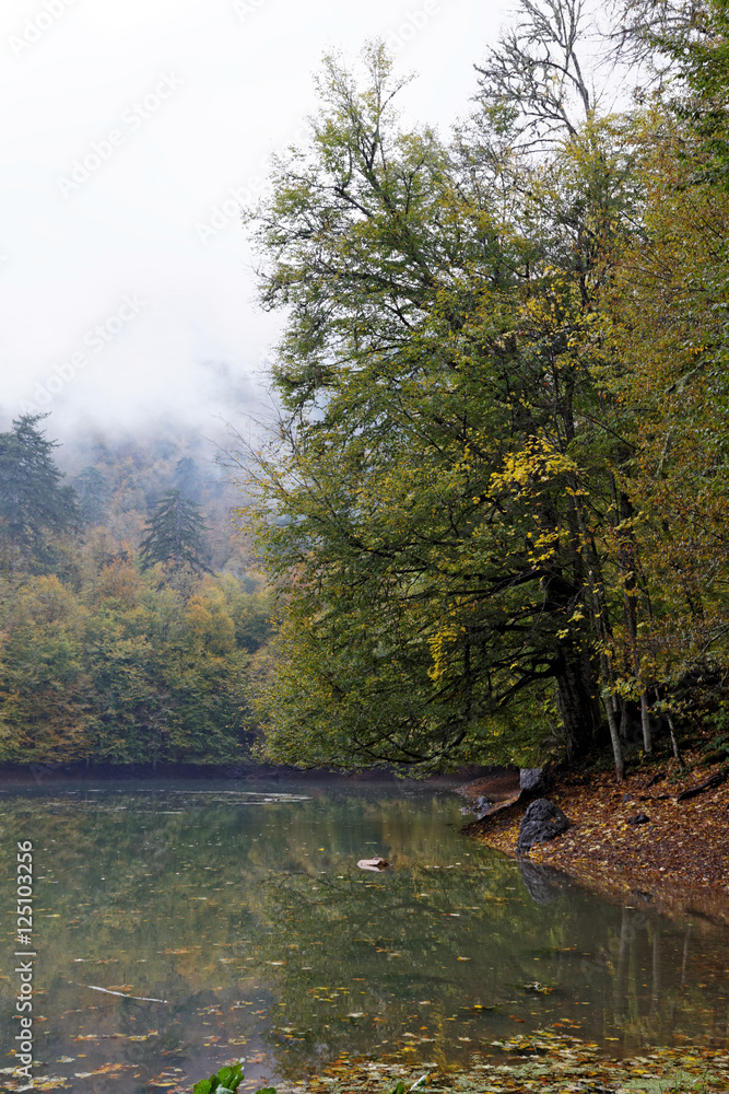 Fototapeta premium autumn landscape