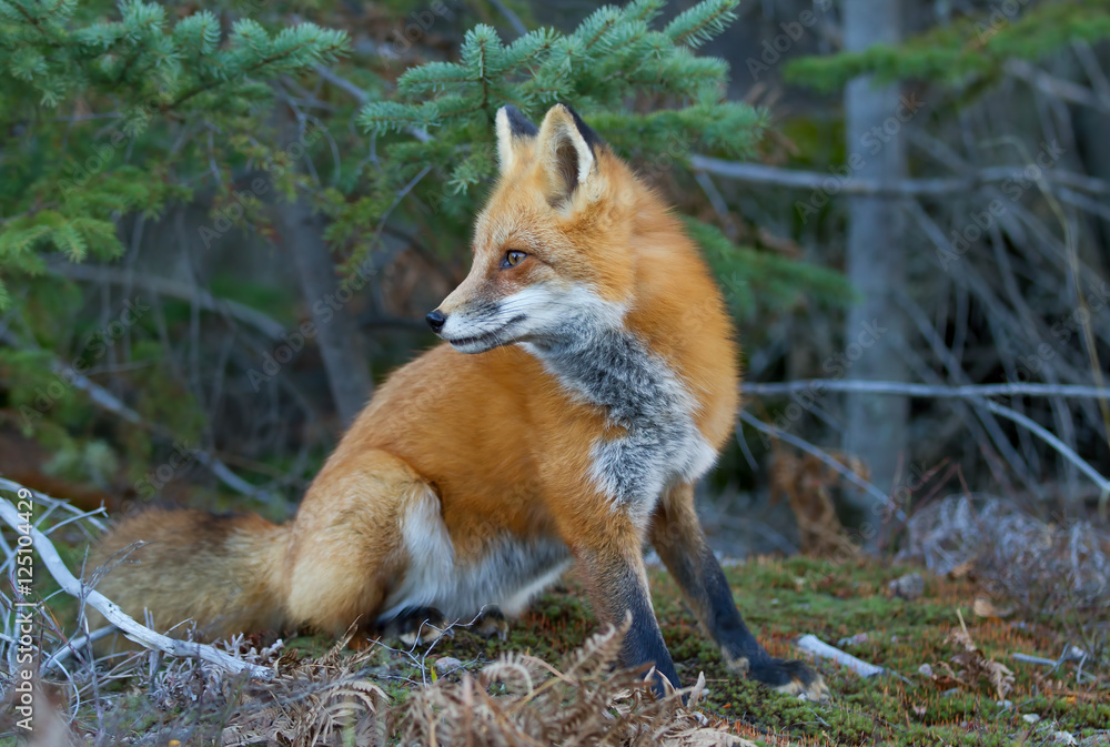 A Red fox (Vulpes vulpes) with a bushy tail in Algonquin Park, Canada in autumn