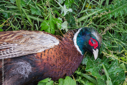 gibier après la chasse
