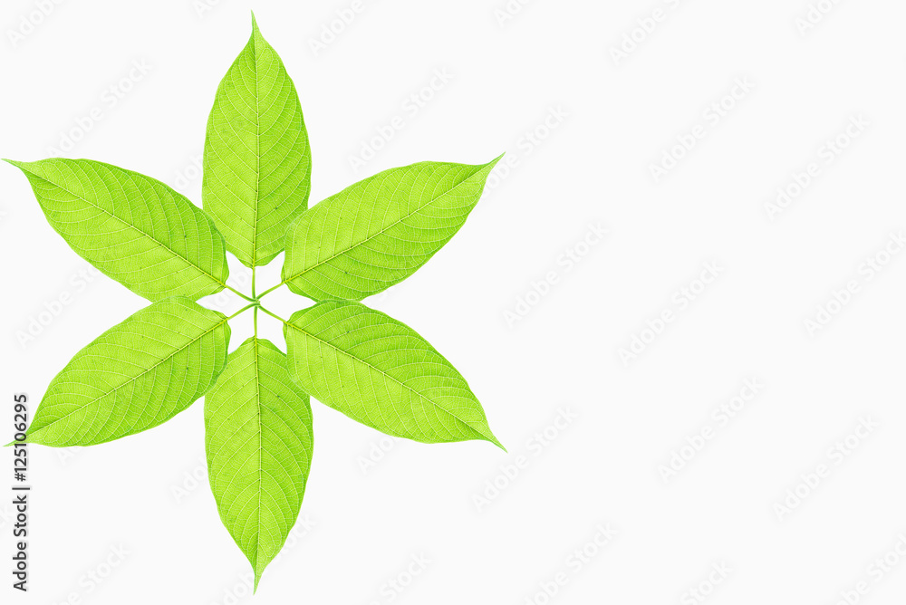Mitragyna speciosa Mitragyna speciosa