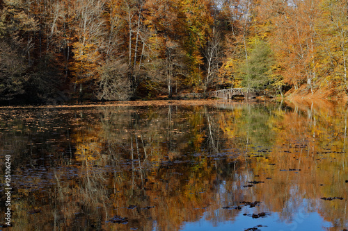 autumn landscape