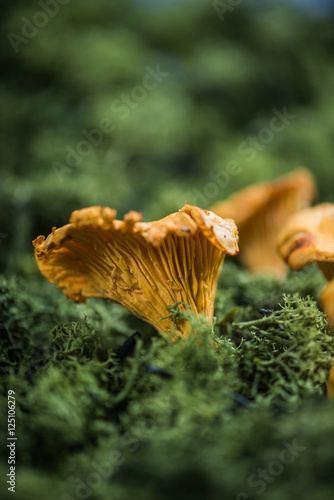 Wild mushrooms in forest moss