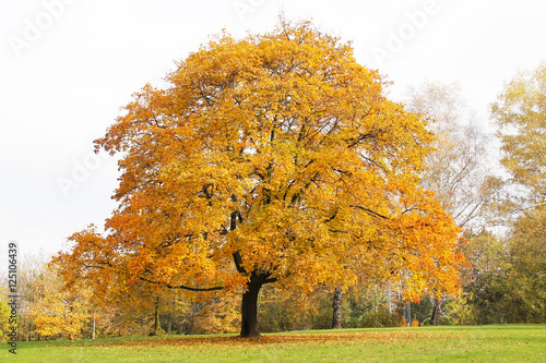 big maple tree with yellow leaves in the park in autumn