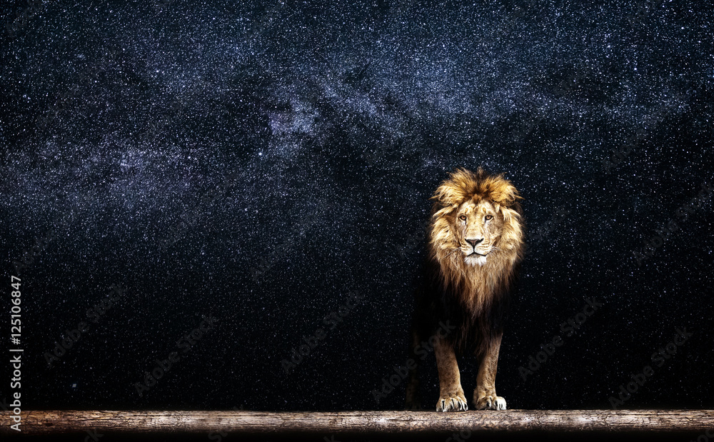 Naklejka premium Portret pięknego lwa, lwa w gwiaździstą noc