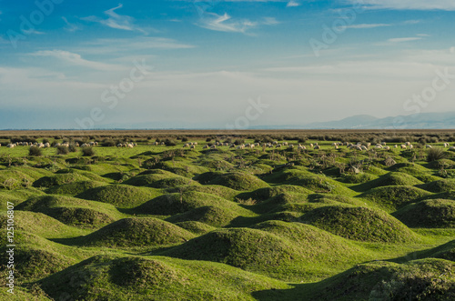 Wetlands in the Kizilirmak delta Black Sea Province of Turkey photo