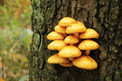 close photo of bright yellow mushroom Pholiota aurivella growing on the trunk of tree