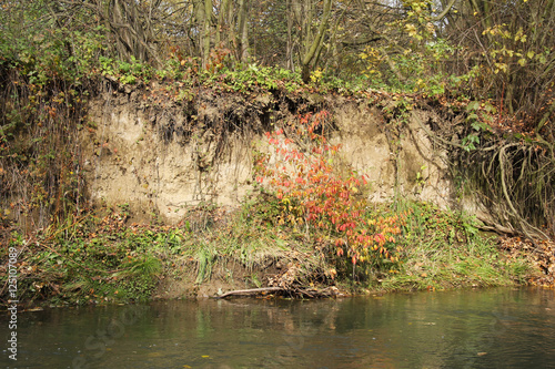 Canvas Print undermined bank of a river with red woodbine in autumn