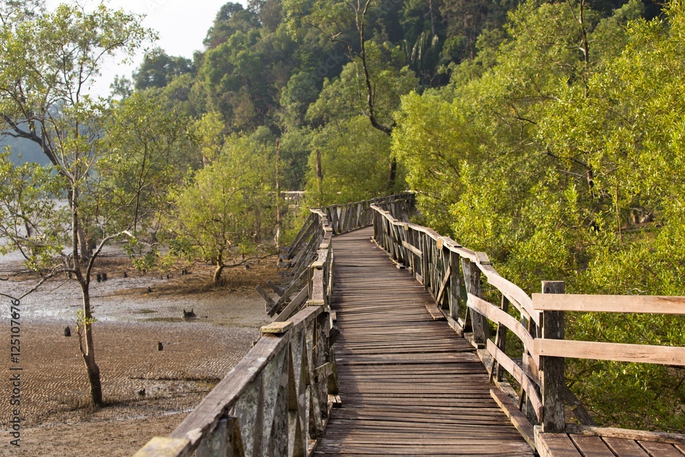 Bridge crossing mangrove forest