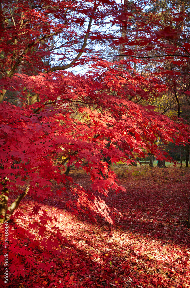 Colorful foliage in the autumn park