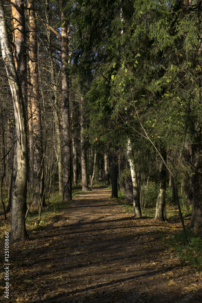 Obraz premium Осенний лес, лесная тропинка.