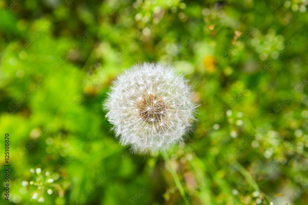 ripe white fluffy dandelion on blurred green background..