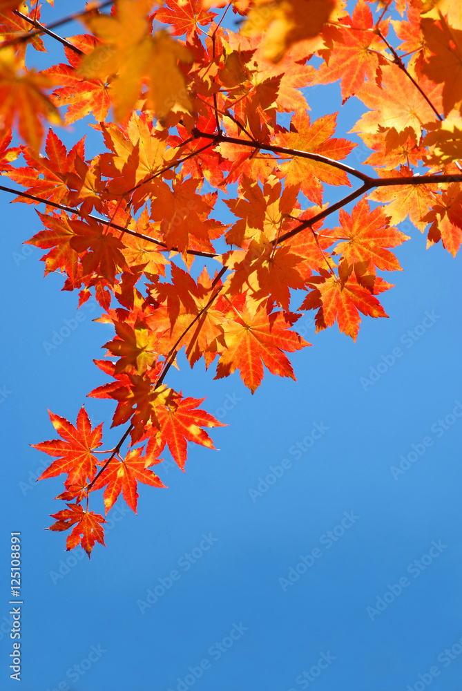 red and yellow fall maple foliage in the blue sky red and yellow fall maple foliage in the blue sky