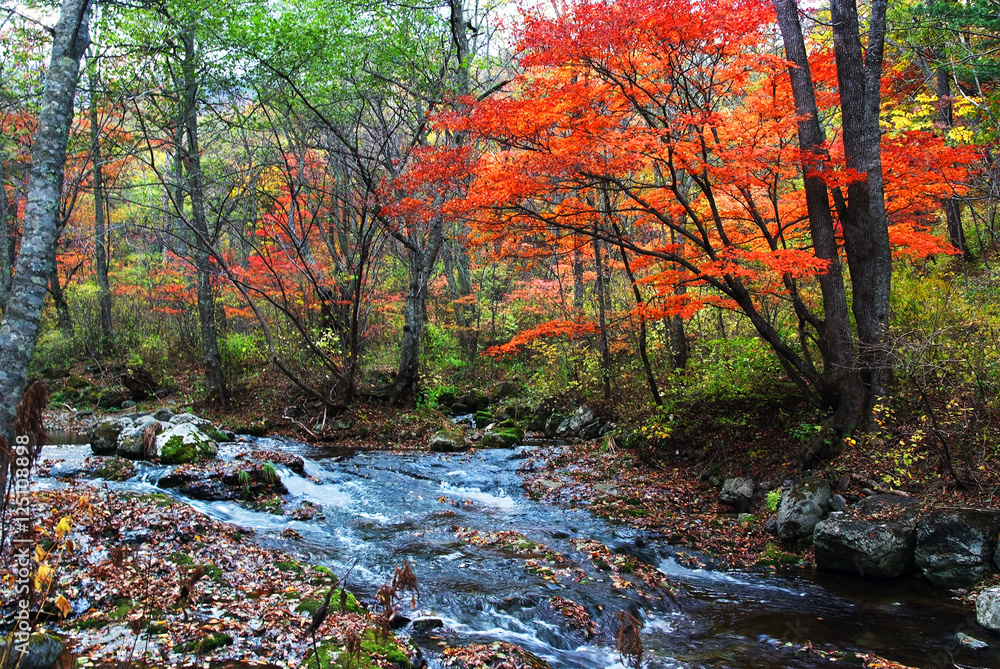 mountain stream in the fall forest