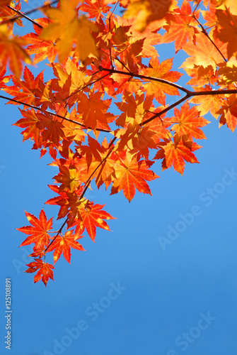 red and yellow fall maple foliage in the blue sky