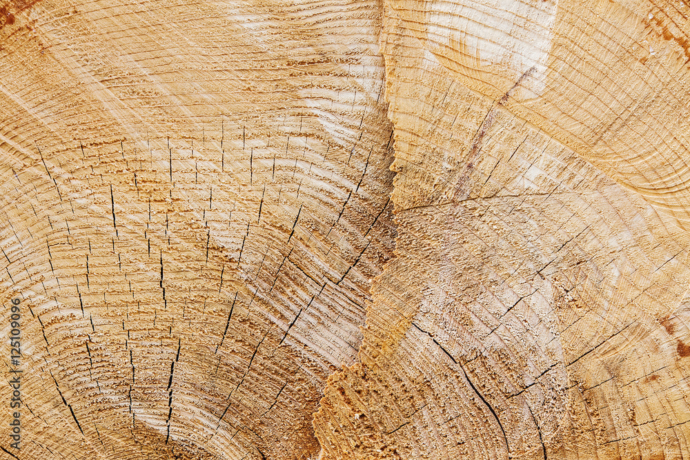 Fototapeta premium Tree pine stump texture background. Freshly sawn wood.