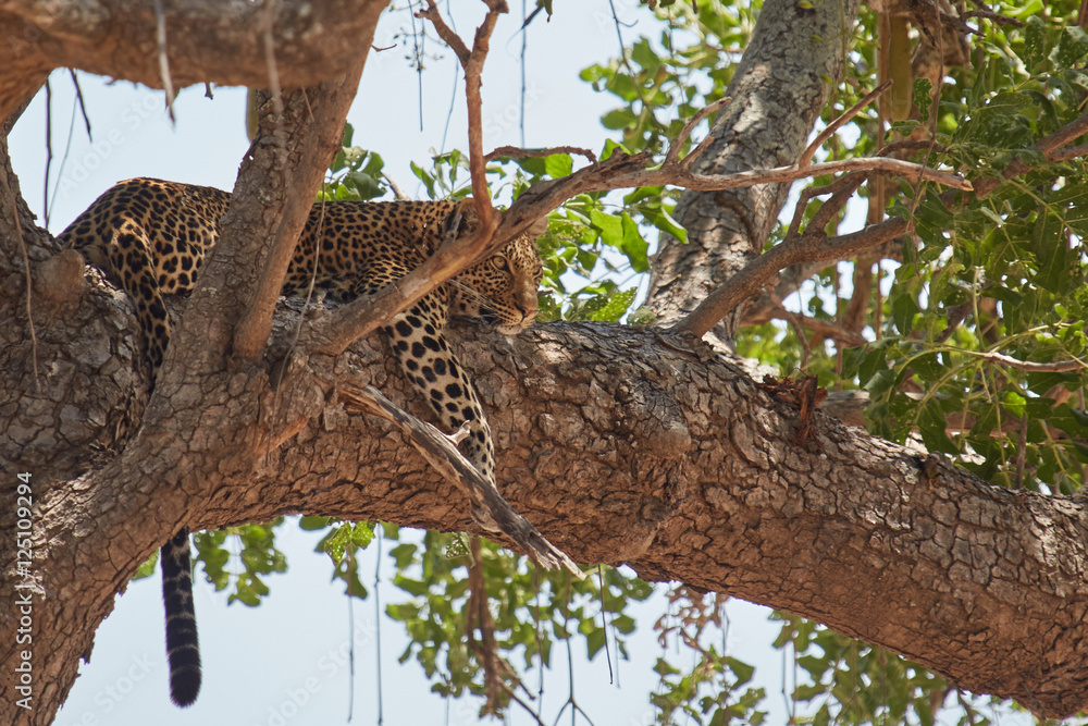 Obraz premium Leopard in a Sausage Tree