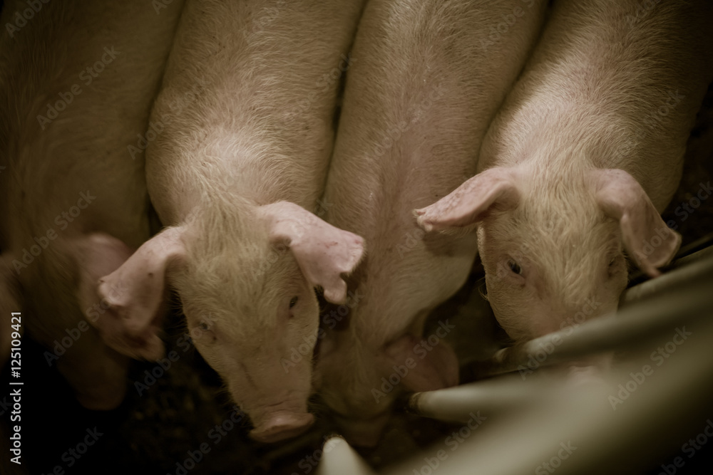 Portrait of young pig Portrait of young pig