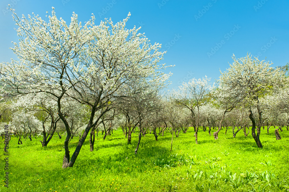 Naklejka premium blooming apple trees garden natural view of South korea