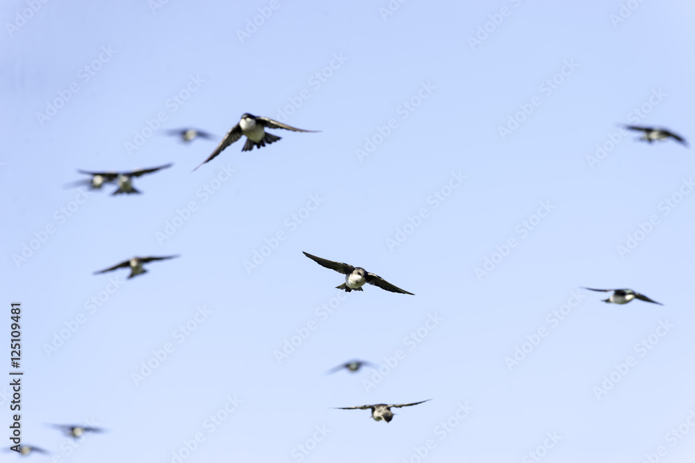 Oncoming flock of Tree Swallows