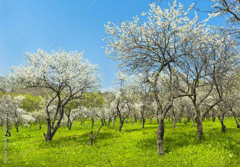 Fototapeta premium blooming apple trees garden