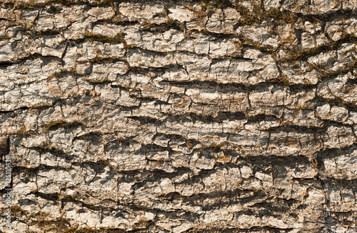 dry driftwood bark texture