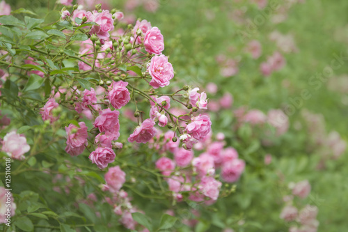 Rosen im Garten